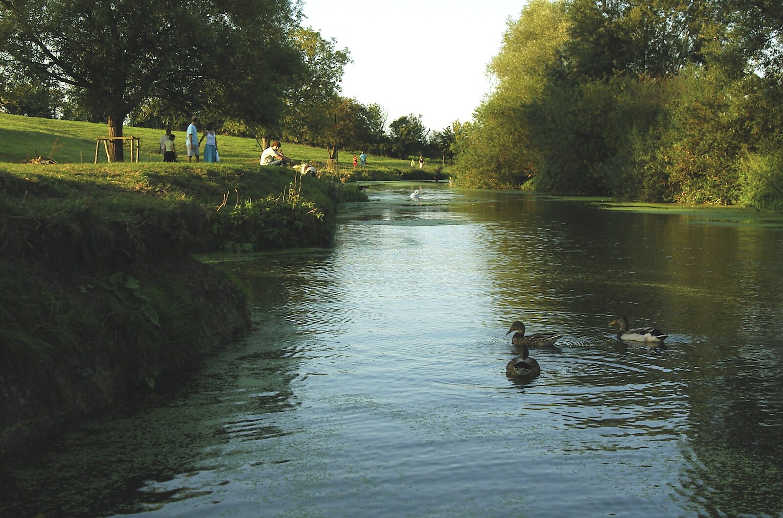 Ducks on the Cam from Grantchester Meadows, Alex Hill at Revs and Spitfires - 10th September 2006