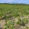 Vineyards of Rousillon, A Roussillon Farmhouse, Fourques, Perpignan, France - 17th September 2006