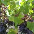 Bunches of grapes, A Roussillon Farmhouse, Fourques, Perpignan, France - 17th September 2006