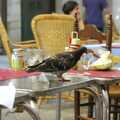 A pigeon does what pigeons do: scrounge for food, Girona, Catalunya, Spain - 17th September 2006