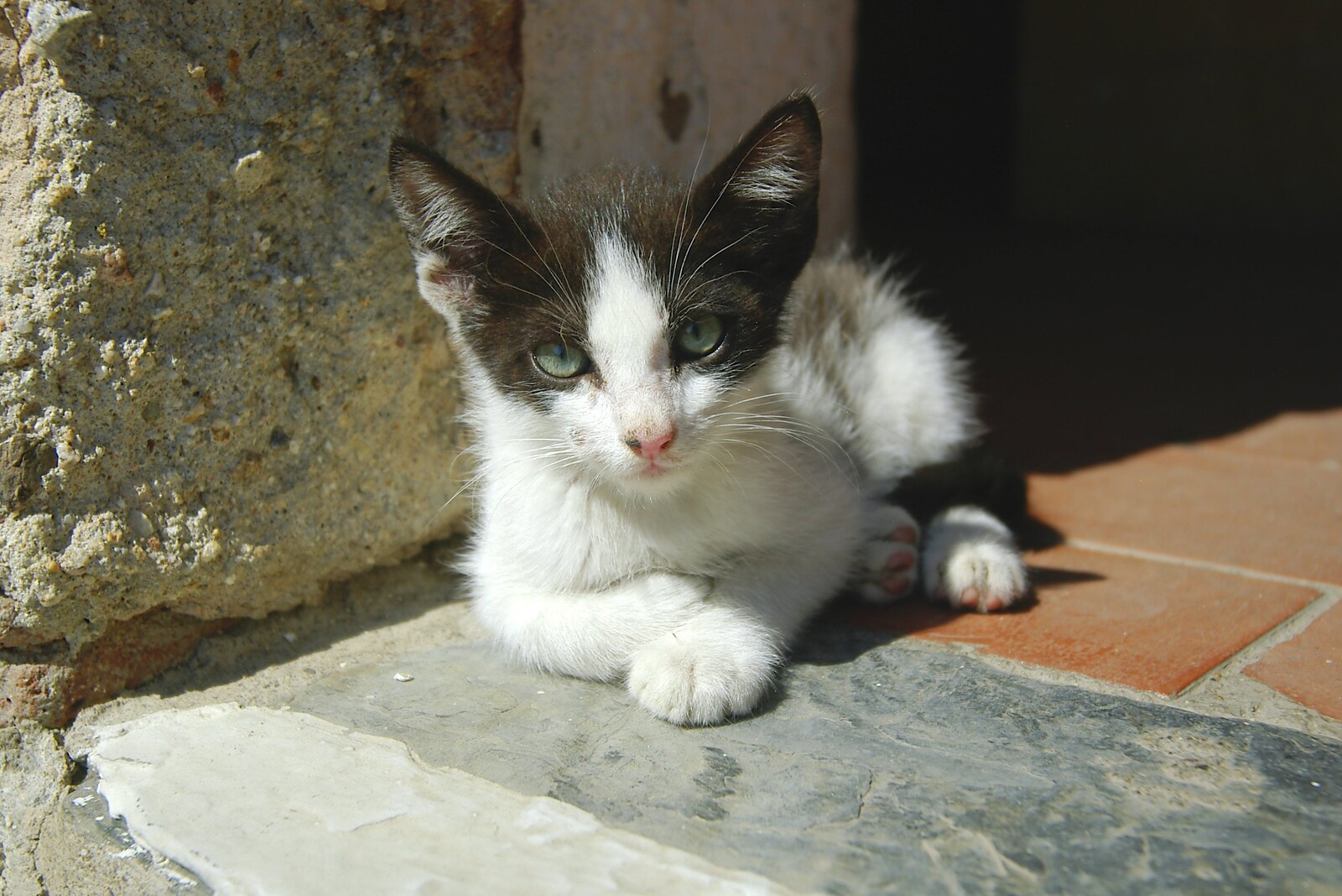A feral kitten loiters by the tourist office from Salvador Dalí's House, Port Lligat, Spain - 19th Deptember 2006