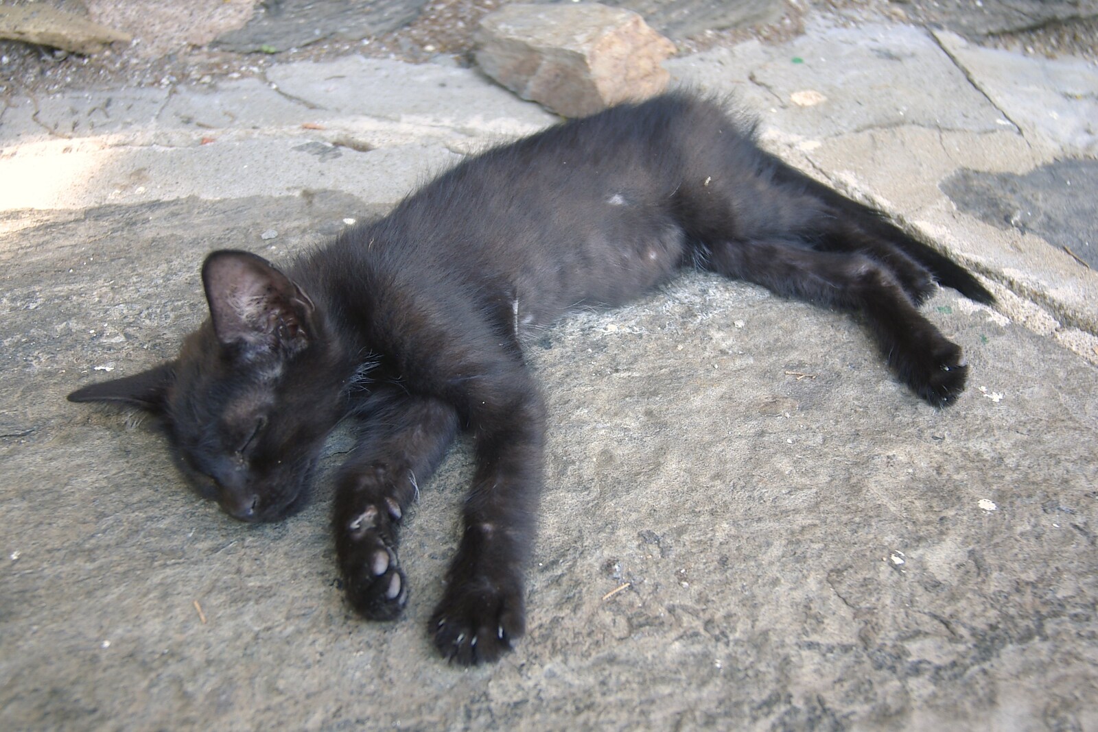 Another kitten has a doze on the street from Salvador Dalí's House, Port Lligat, Spain - 19th Deptember 2006