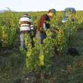 Pieter amongst the vines, Grape Picking and Pressing, Roussillon, France - 19th September 2006