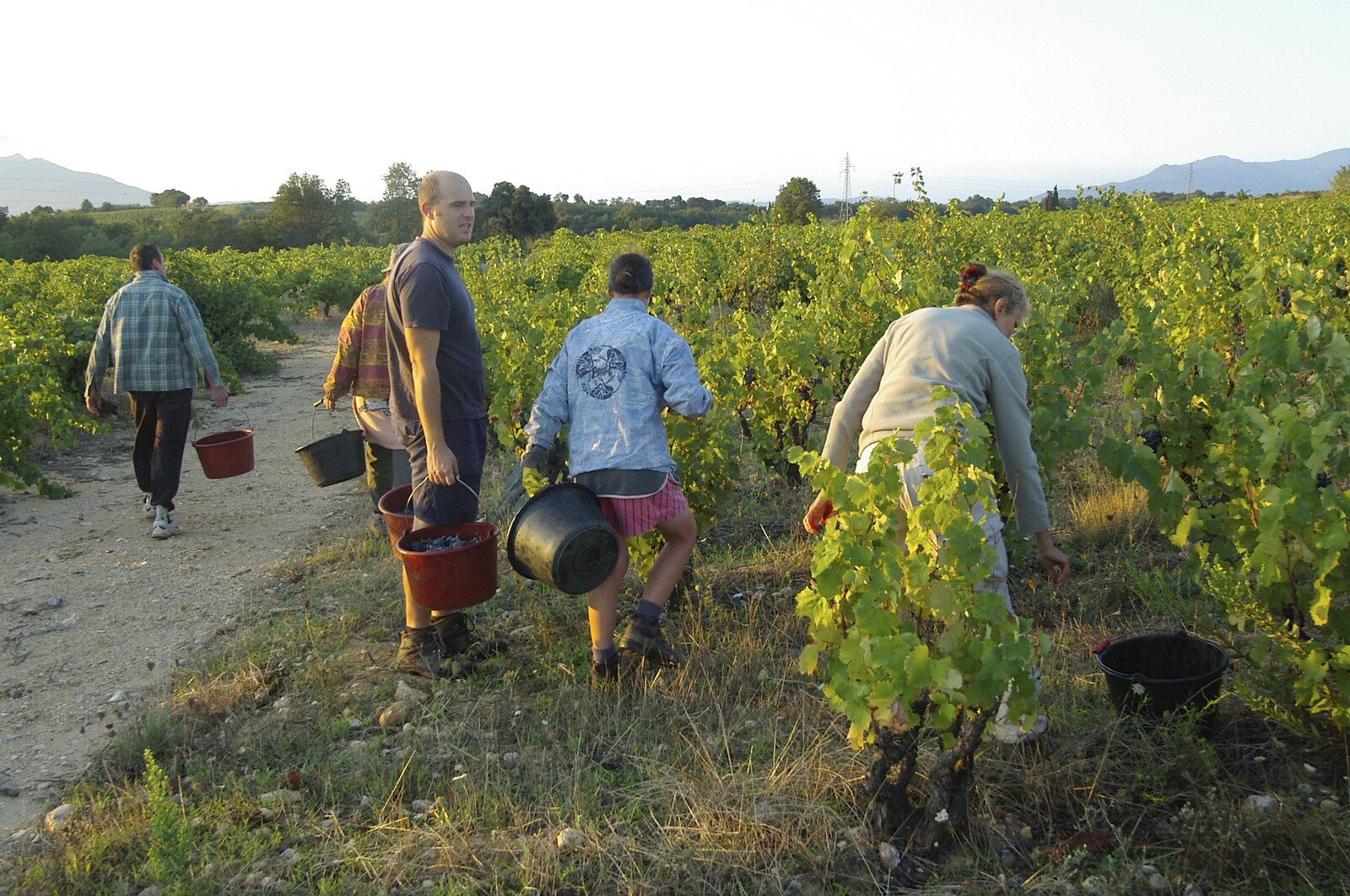 The grape pickers get to work from Grape Picking and Pressing, Roussillon, France - 19th September 2006