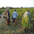 The grape pickers get to work, Grape Picking and Pressing, Roussillon, France - 19th September 2006