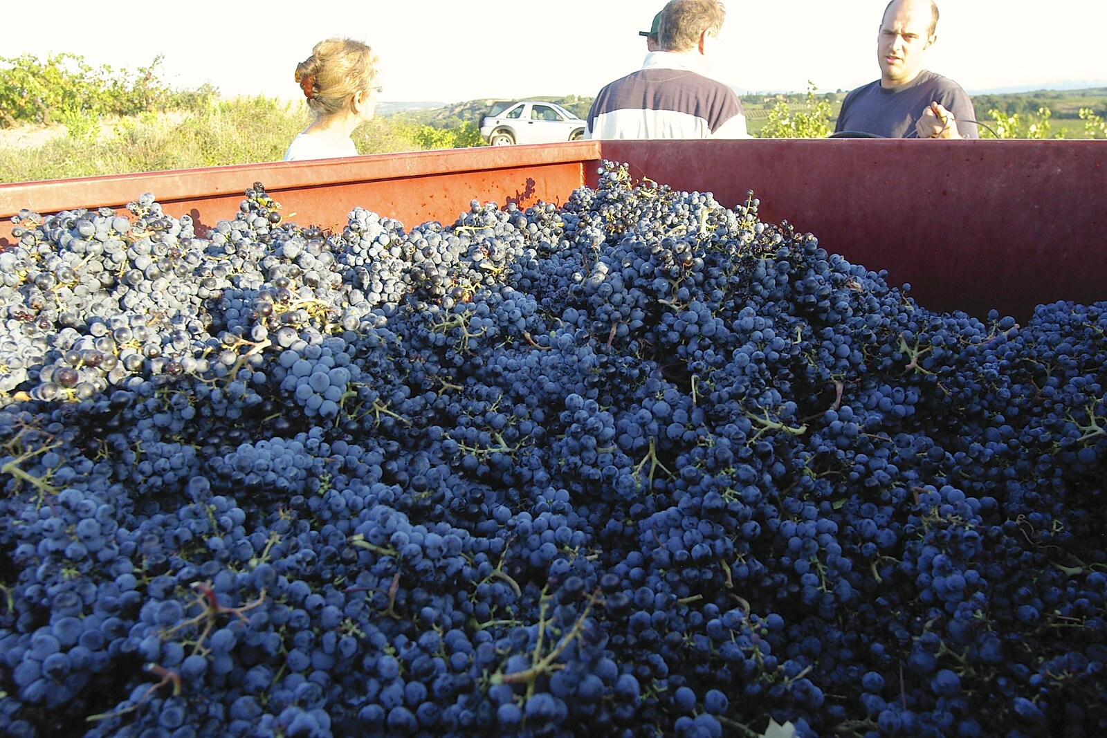 The harvest in the trailer from Grape Picking and Pressing, Roussillon, France - 19th September 2006