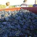 The harvest in the trailer, Grape Picking and Pressing, Roussillon, France - 19th September 2006