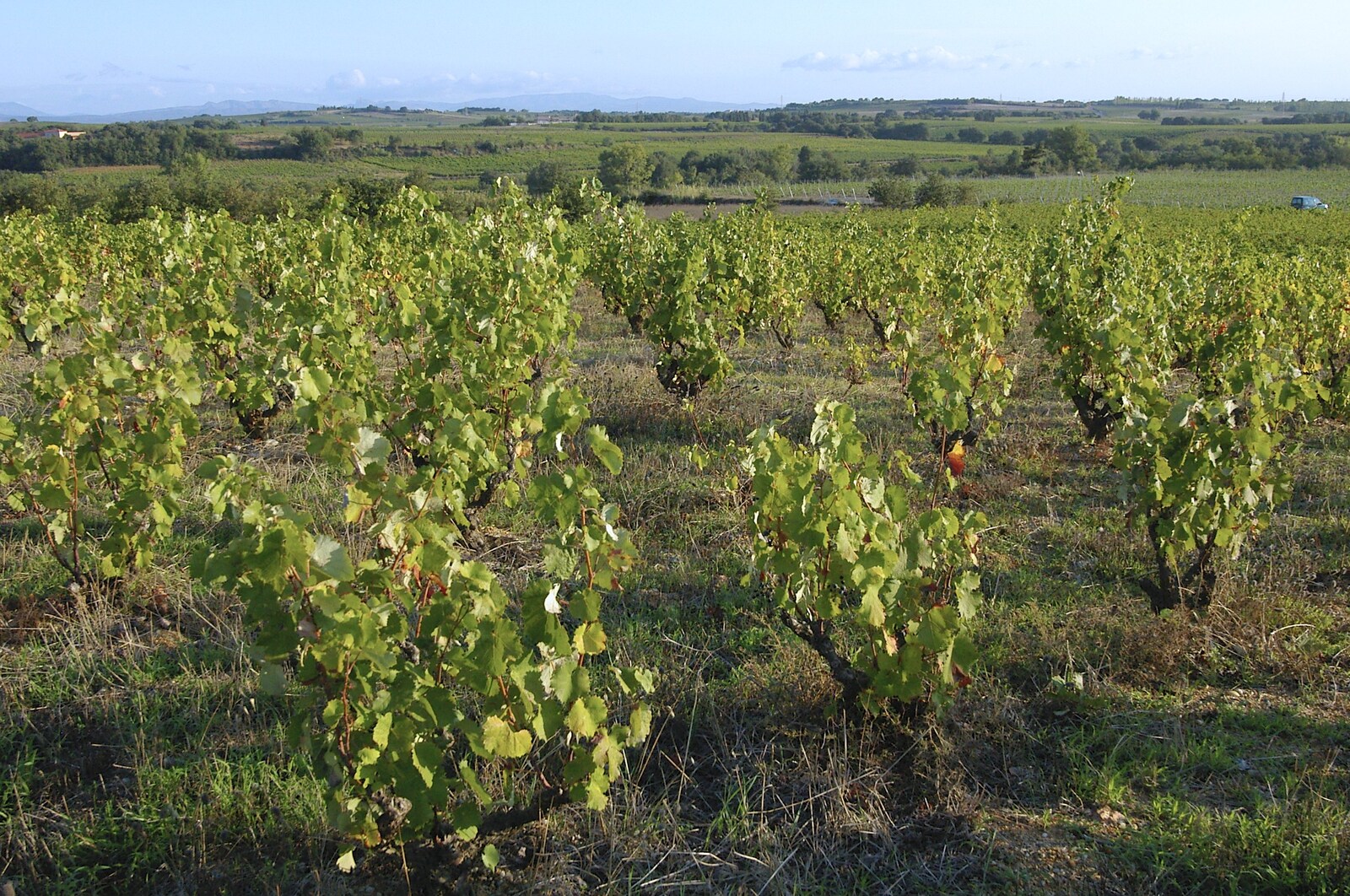 The vines from Grape Picking and Pressing, Roussillon, France - 19th September 2006