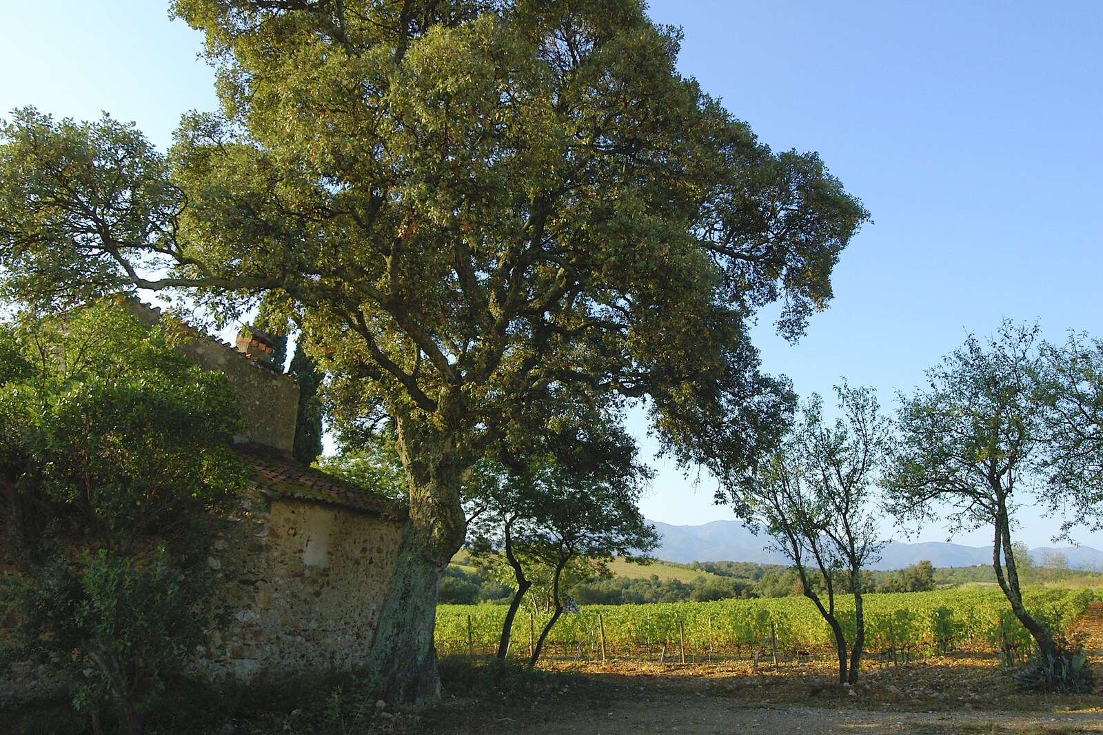 A big tree by a wrecked building from Grape Picking and Pressing, Roussillon, France - 19th September 2006