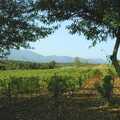 More vineyards, Grape Picking and Pressing, Roussillon, France - 19th September 2006