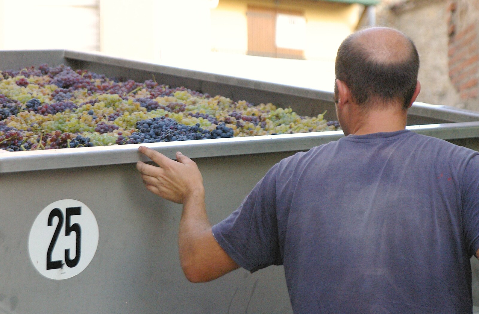 The grape harvest from Grape Picking and Pressing, Roussillon, France - 19th September 2006