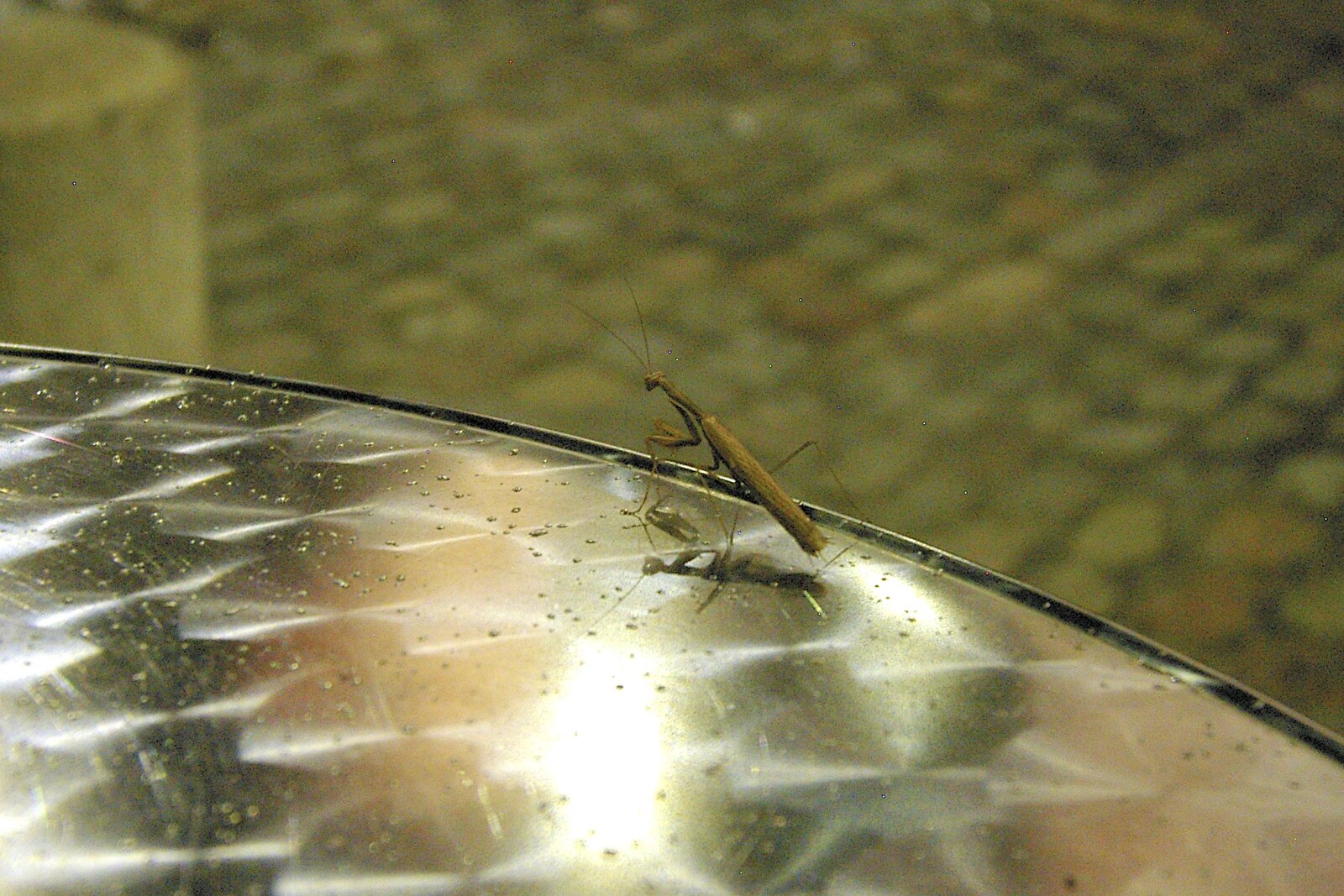 The praying mantiss on the café table from Two Days in Barcelona, Catalunya, Spain - 22nd September 2006