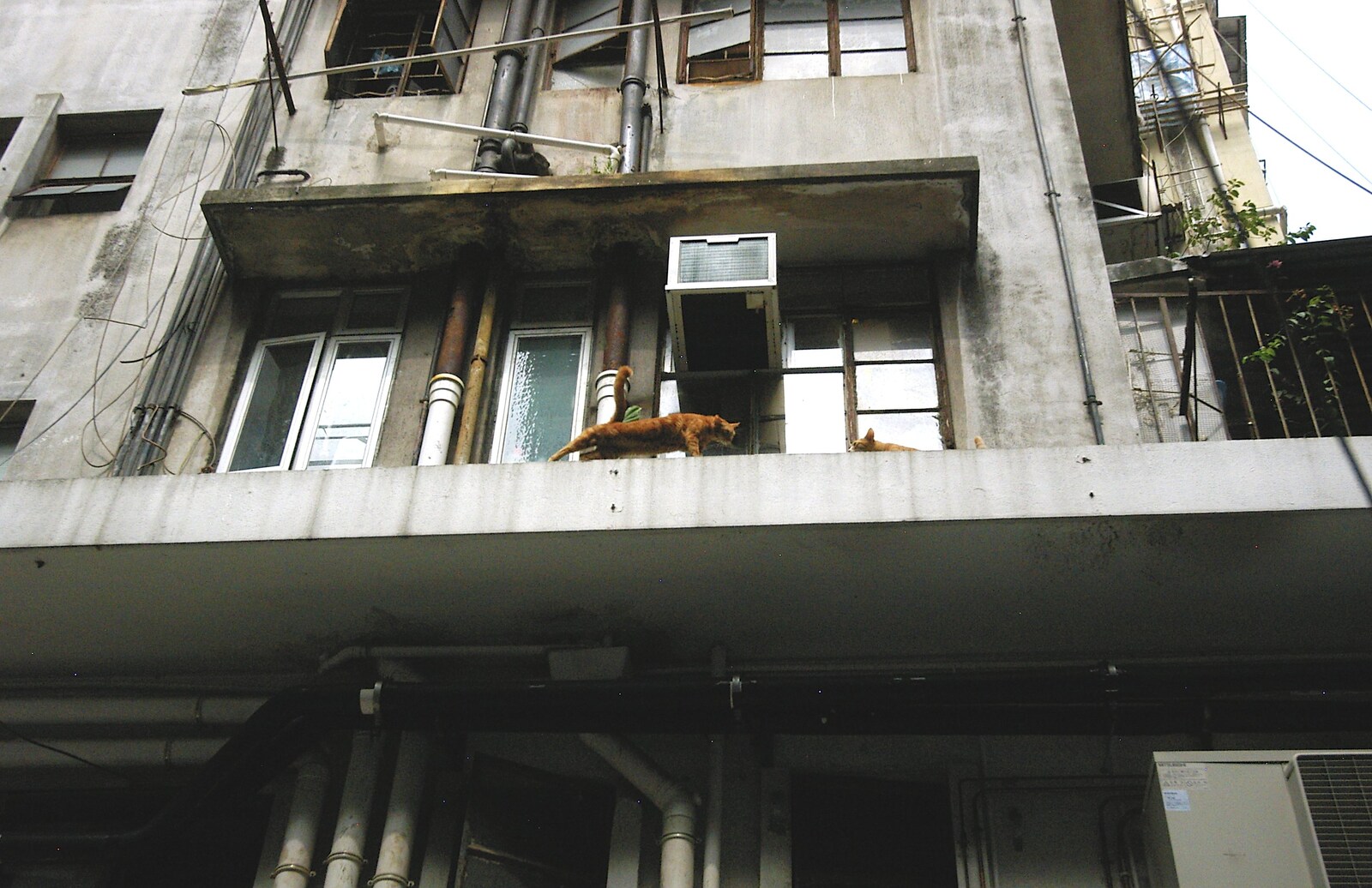 A cat stretches, up on a balcony from Lan Kwai Fong Market, Hong Kong, China - 4th October 2006
