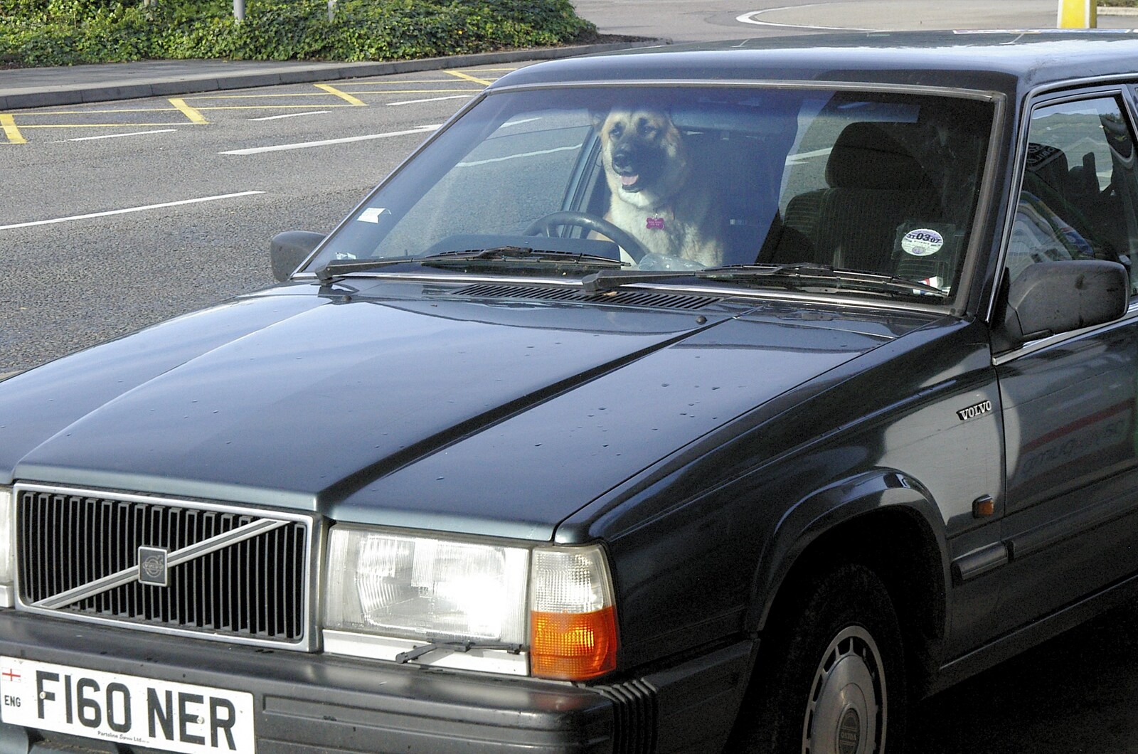 An Alsatian is driving a Volvo on Newmarket Road from Tim's 60th Birthday, Brown's Restaurant, Trumpington Road, Cambridge - 16th October 2006