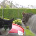 A couple of cats sit in a window, Corofin, Ennistymon and The Burran, County Clare, Western Ireland - 27th October 2006