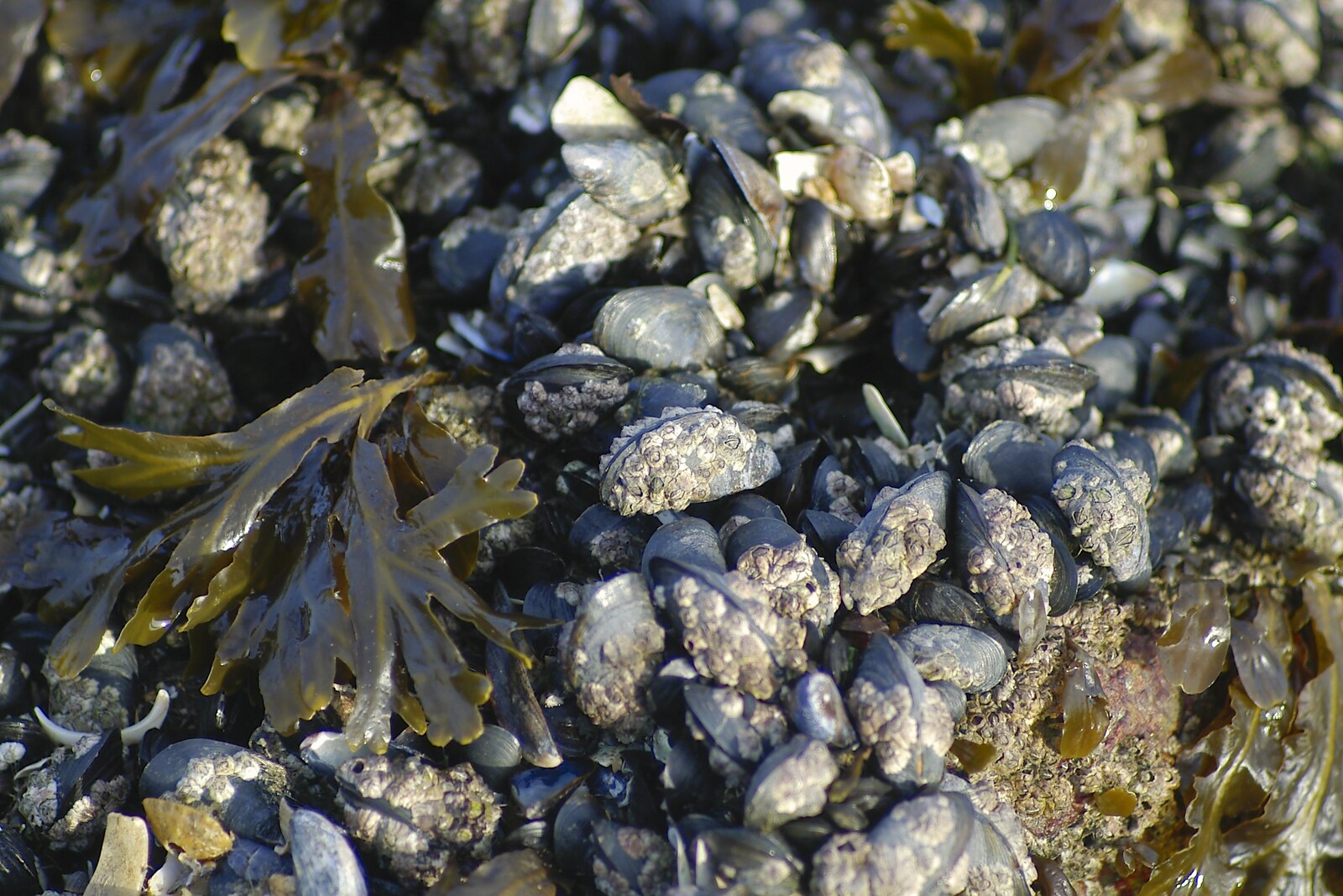 Barnacles on mussels from Blackrock Mornings, Dublin County, Ireland - 29th October 2006