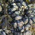 Barnacles on mussels, Blackrock Mornings, Dublin County, Ireland - 29th October 2006