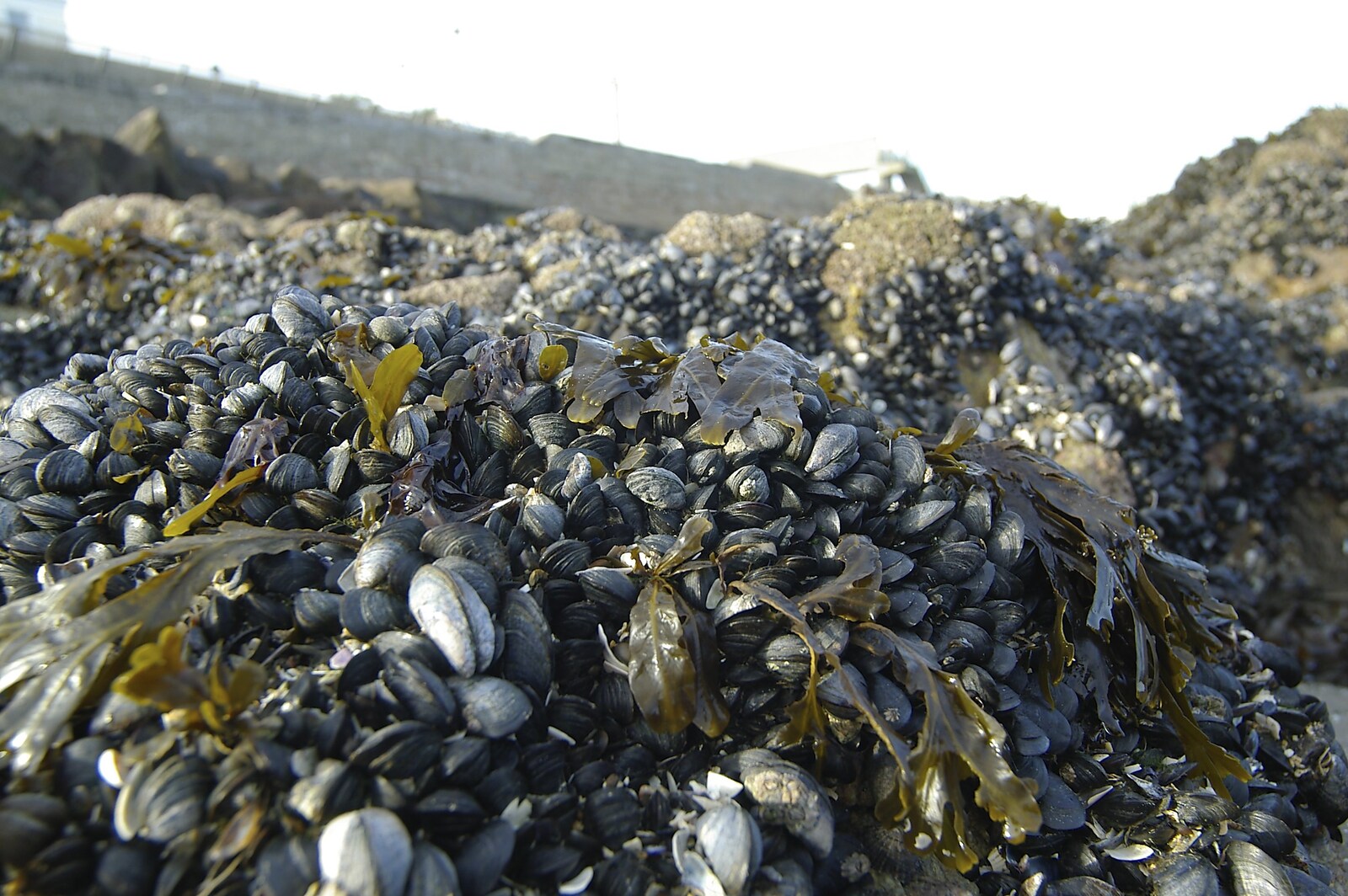 A pile of mussels from Blackrock Mornings, Dublin County, Ireland - 29th October 2006