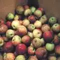 The apples from the orchard are ready for pressing, Apples, Isobel's Birthday and  Remembrance Day, Cambridge and Diss, Norfolk - 11th November 2006