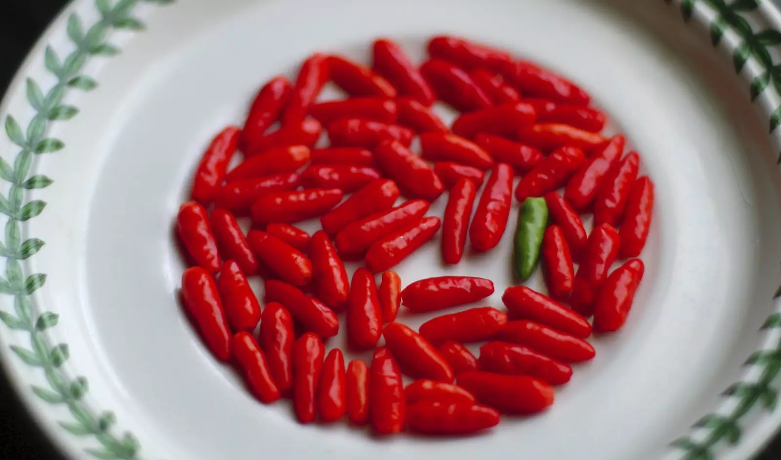 A plate of chilies off Isobel's tree, from Apples, Isobel's Birthday and  Remembrance Day, Cambridge and Diss, Norfolk - 11th November 2006