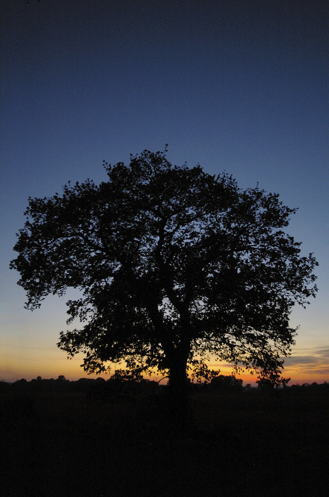 A solitary oak tree and sunset near Haughley Green from Apples, Isobel's Birthday and  Remembrance Day, Cambridge and Diss, Norfolk - 11th November 2006
