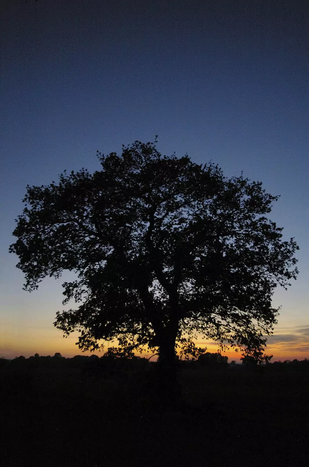 A solitary oak tree and sunset near Haughley Green, from Apples, Isobel's Birthday and  Remembrance Day, Cambridge and Diss, Norfolk - 11th November 2006