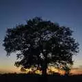 A solitary oak tree and sunset near Haughley Green, Apples, Isobel's Birthday and  Remembrance Day, Cambridge and Diss, Norfolk - 11th November 2006