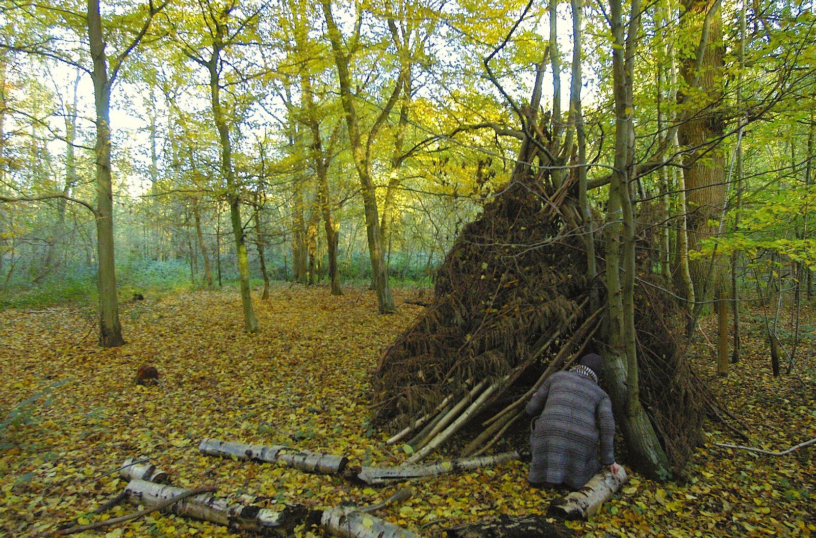 We discover a Ray Mears-style den in the woods from Evidence of Autumn: Thornham Walks, Suffolk - 18th November 2006