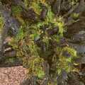 Green lichen on a black stump, Evidence of Autumn: Thornham Walks, Suffolk - 18th November 2006
