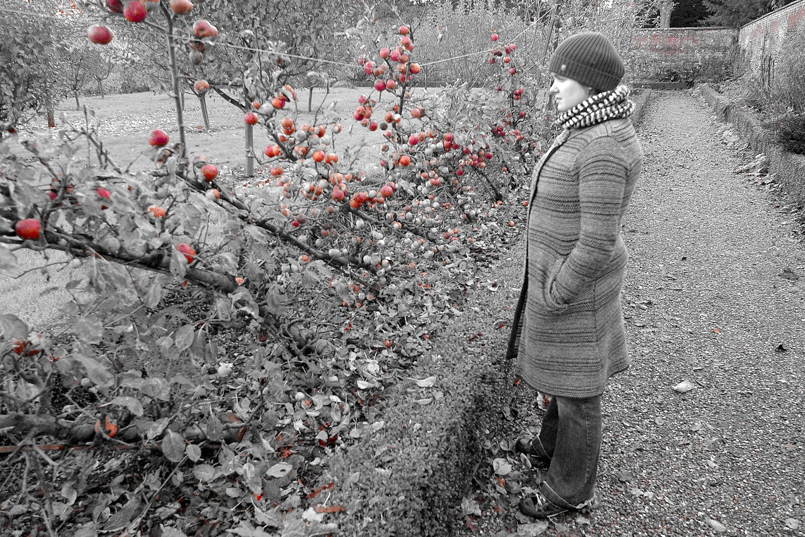 Isobel contemplates the apples in the walled garden from Evidence of Autumn: Thornham Walks, Suffolk - 18th November 2006