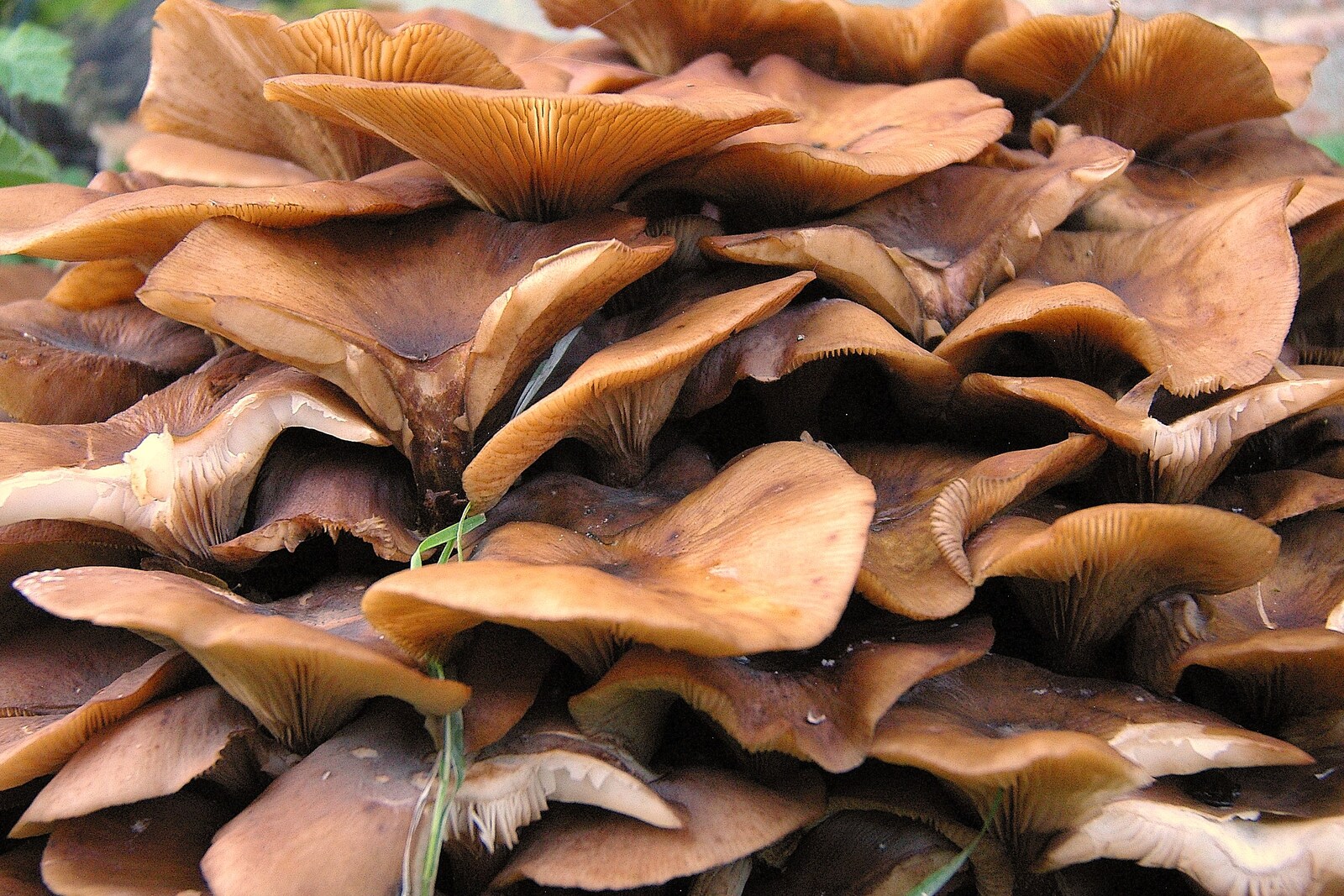 In the leafy litter, fungi thrive from Evidence of Autumn: Thornham Walks, Suffolk - 18th November 2006