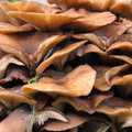 In the leafy litter, fungi thrive, Evidence of Autumn: Thornham Walks, Suffolk - 18th November 2006