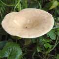 A solitary mushroom, Evidence of Autumn: Thornham Walks, Suffolk - 18th November 2006