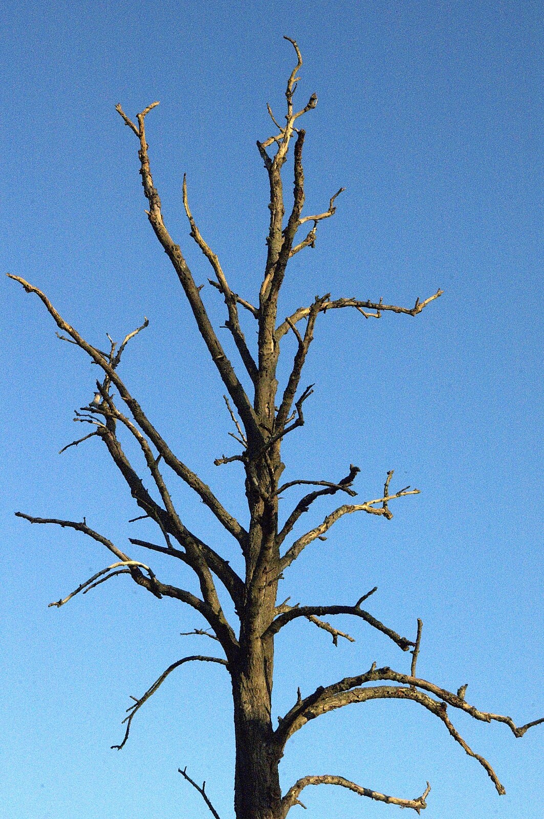 A dead tree from Evidence of Autumn: Thornham Walks, Suffolk - 18th November 2006