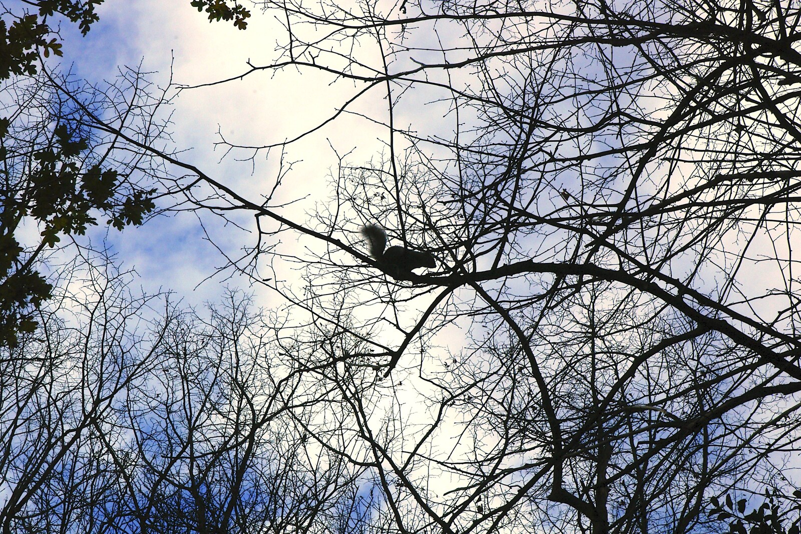 The outline of a squirrel in a tree from Autumn Colleges: a Wander around The Backs, Cambridge - 26th November