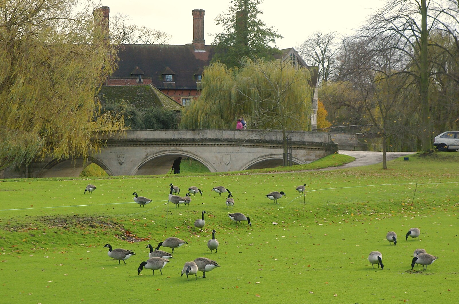 Geese mill around and peck at the grass from Autumn Colleges: a Wander around The Backs, Cambridge - 26th November