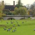 Geese mill around and peck at the grass, Autumn Colleges: a Wander around The Backs, Cambridge - 26th November
