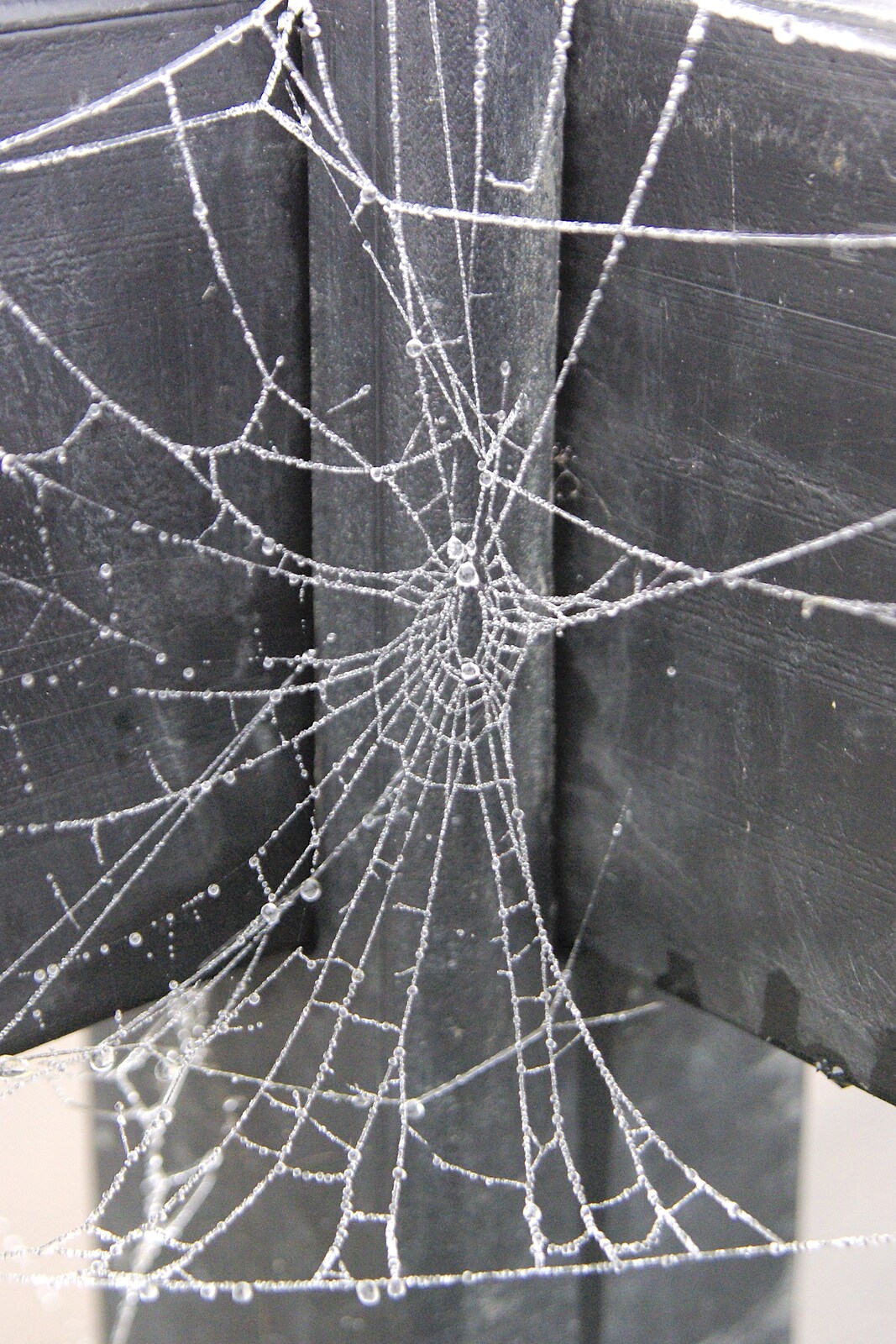 A dewey spider web from Qualcomm Cambridge's Christmas Do, Jesus College, Cambridge - 20th December 2006