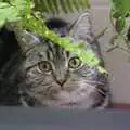 Numi the kitten peers out from behind the fishtank, The Christmas Markets of Brussels, Belgium - 1st January 2007