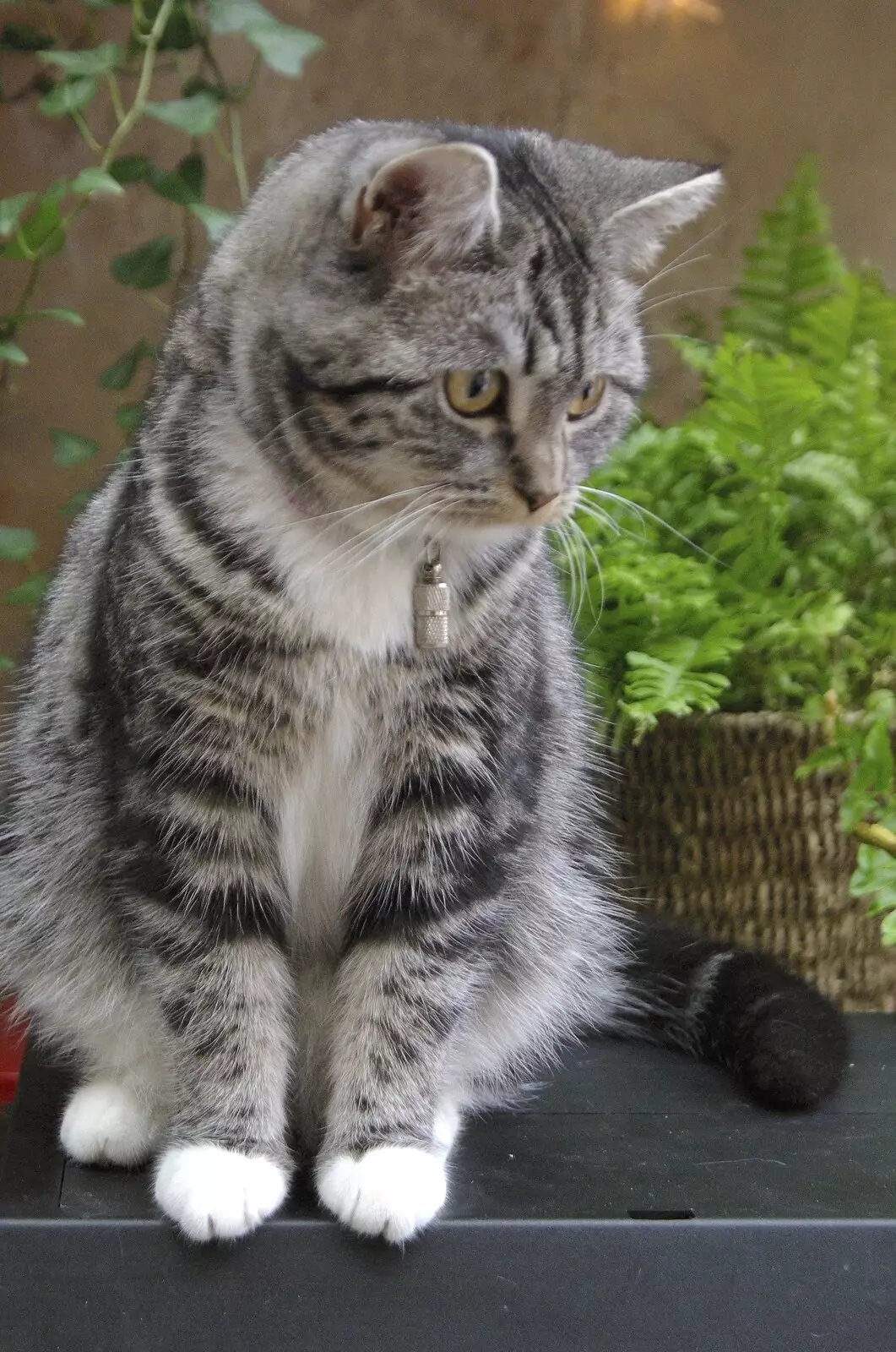 A stripey kitten, from The Christmas Markets of Brussels, Belgium - 1st January 2007