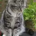 A stripey kitten, The Christmas Markets of Brussels, Belgium - 1st January 2007