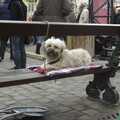 A dog on a bench, The Christmas Markets of Brussels, Belgium - 1st January 2007