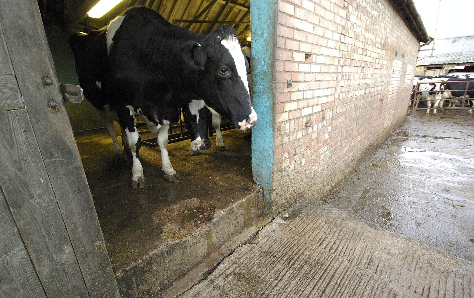 A cow exits the dairy from The Last Milking at Dairy Farm, Thrandeston, Suffolk - 11th January 2007