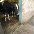 2007 A cow exits the dairy