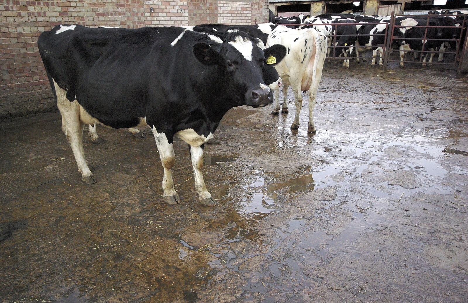 A cow stands around from The Last Milking at Dairy Farm, Thrandeston, Suffolk - 11th January 2007