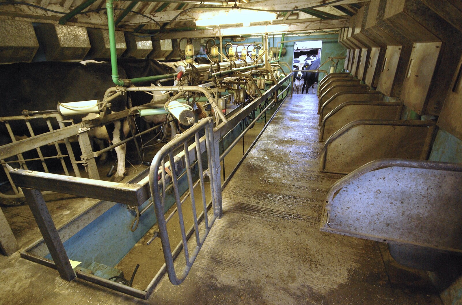 The first cows are installed from The Last Milking at Dairy Farm, Thrandeston, Suffolk - 11th January 2007