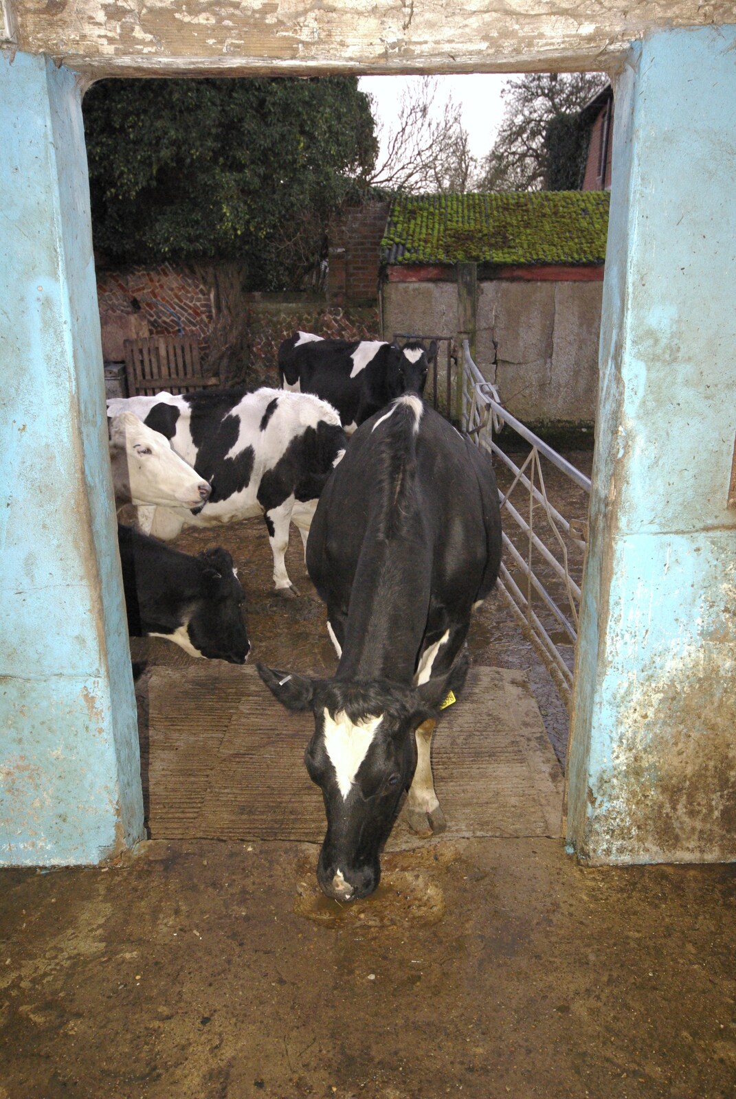 Cows wander into the milking shed from The Last Milking at Dairy Farm, Thrandeston, Suffolk - 11th January 2007