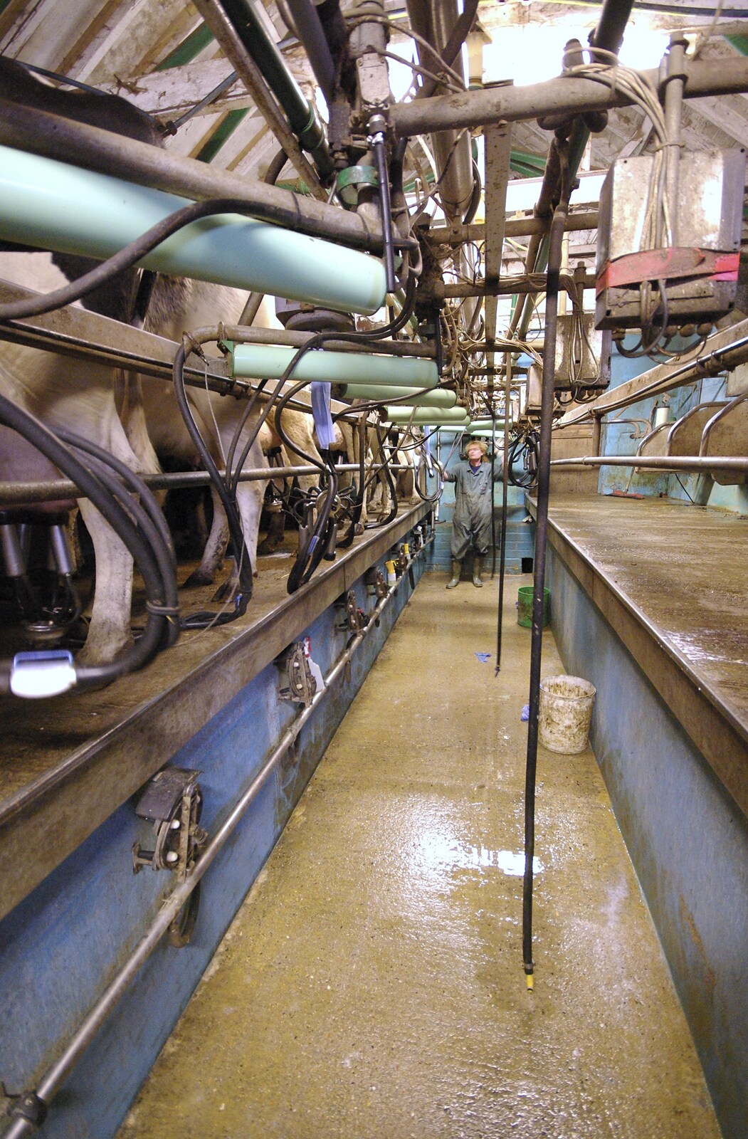 Wavy looks down from The Last Milking at Dairy Farm, Thrandeston, Suffolk - 11th January 2007