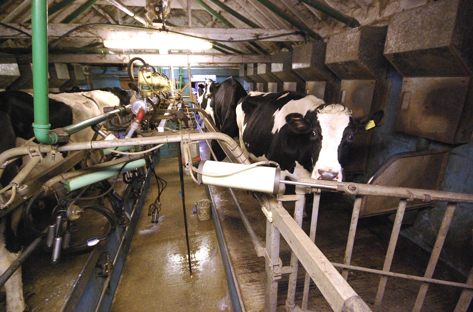 Cows in milking stalls from The Last Milking at Dairy Farm, Thrandeston, Suffolk - 11th January 2007