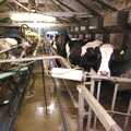 2007 Cows in milking stalls